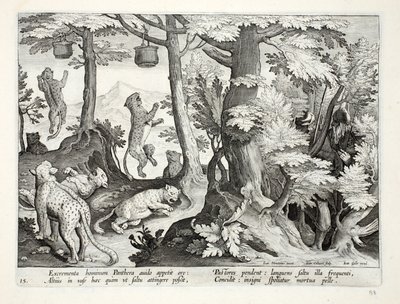Pantere golose mangiano escrementi umani sospesi dagli alberi dai pastori, e muoiono, illustrazione da 